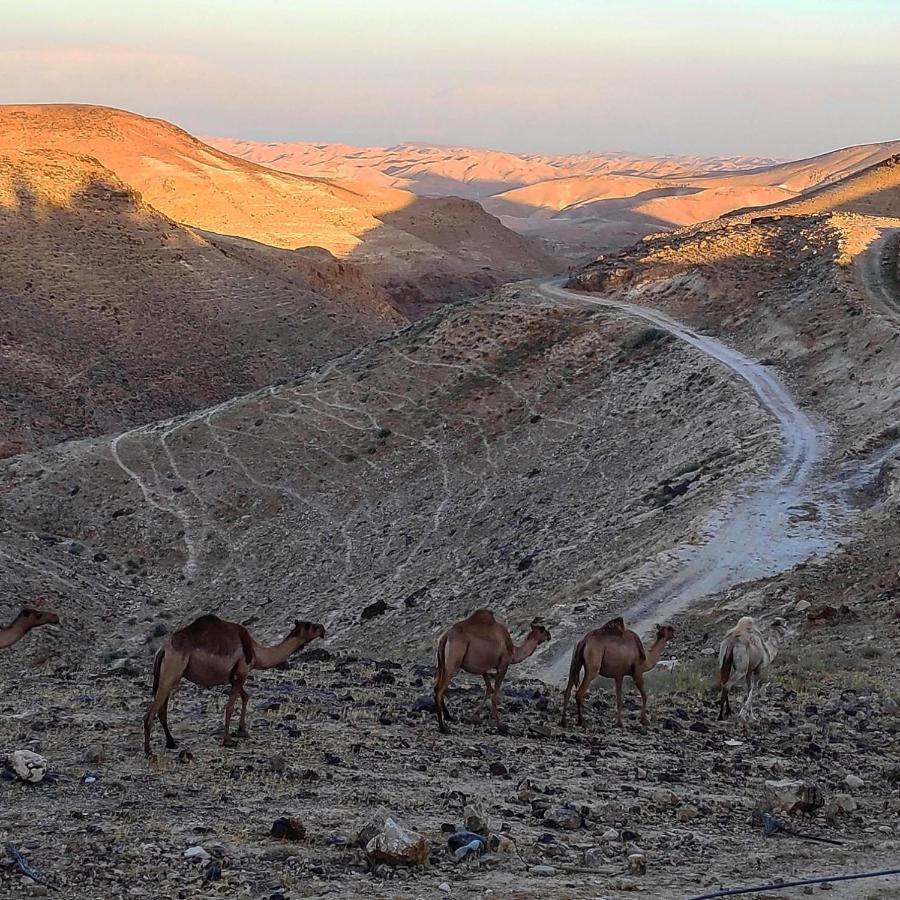 Dead Sea Desert'S Edge 阿拉德 外观 照片