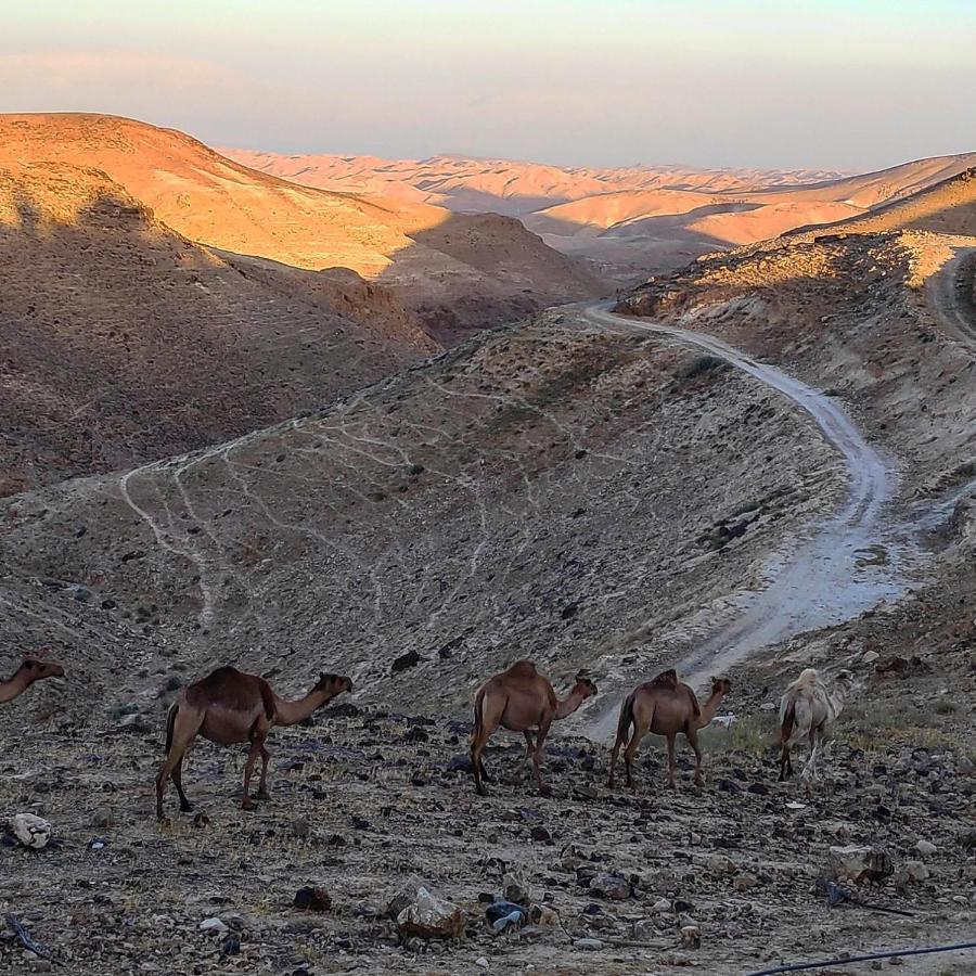 阿拉德 Dead Sea Desert'S Edge酒店 外观 照片