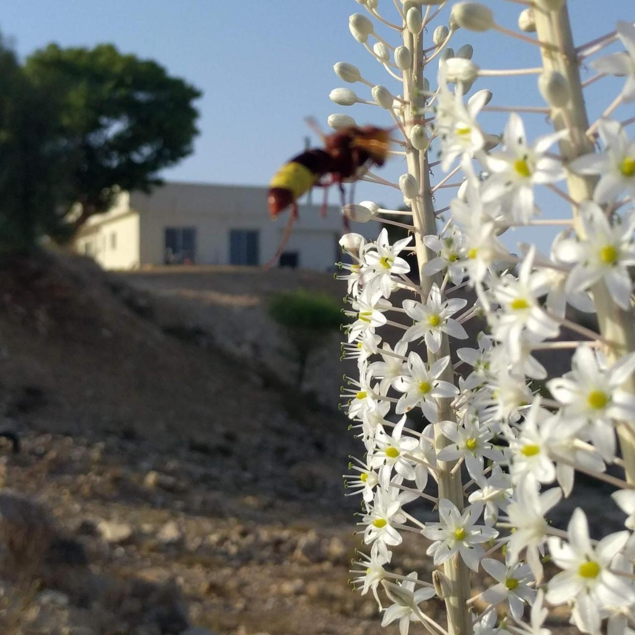 Dead Sea Desert'S Edge 阿拉德 外观 照片