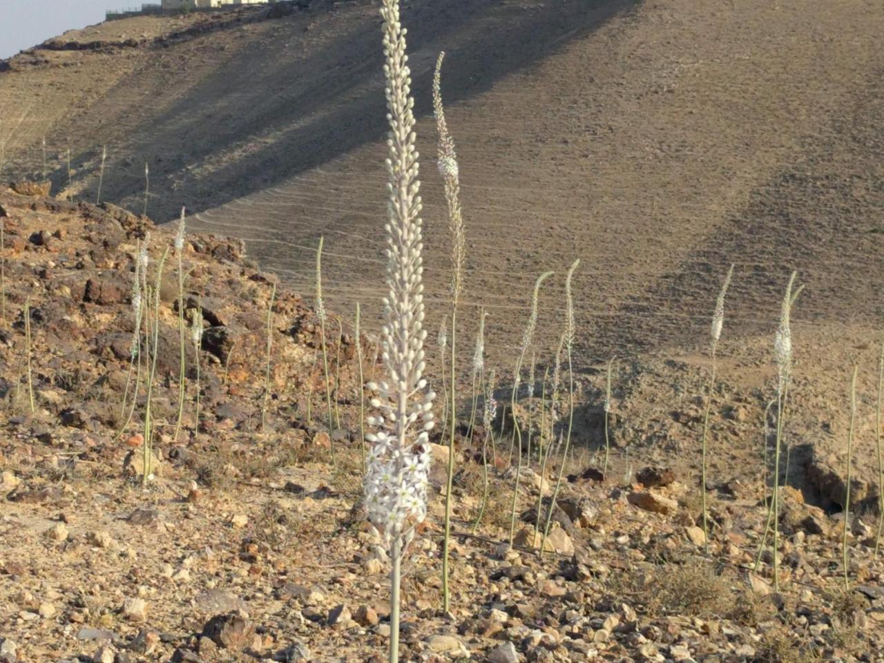 阿拉德 Dead Sea Desert'S Edge酒店 外观 照片